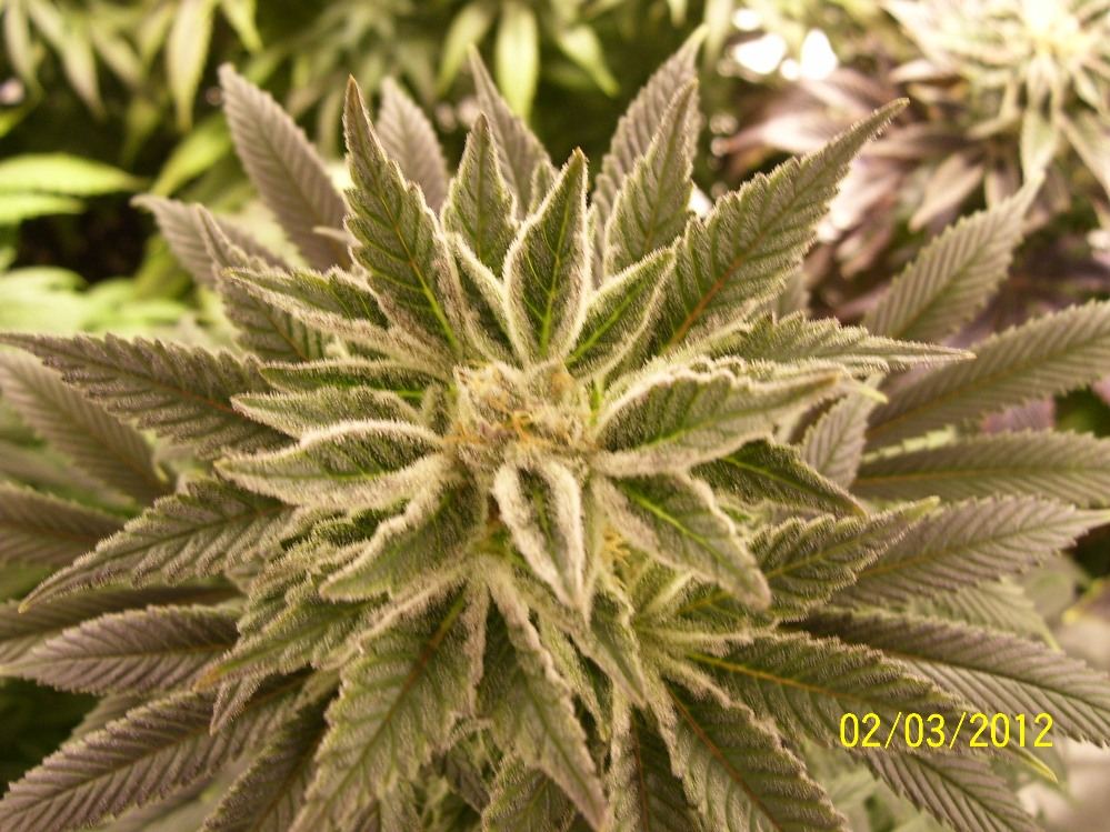Blueberry diesel updated pics2 3 12