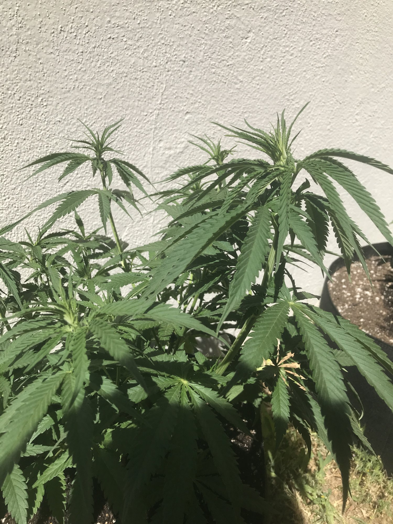 Blueberry drooping outdoor please help 2