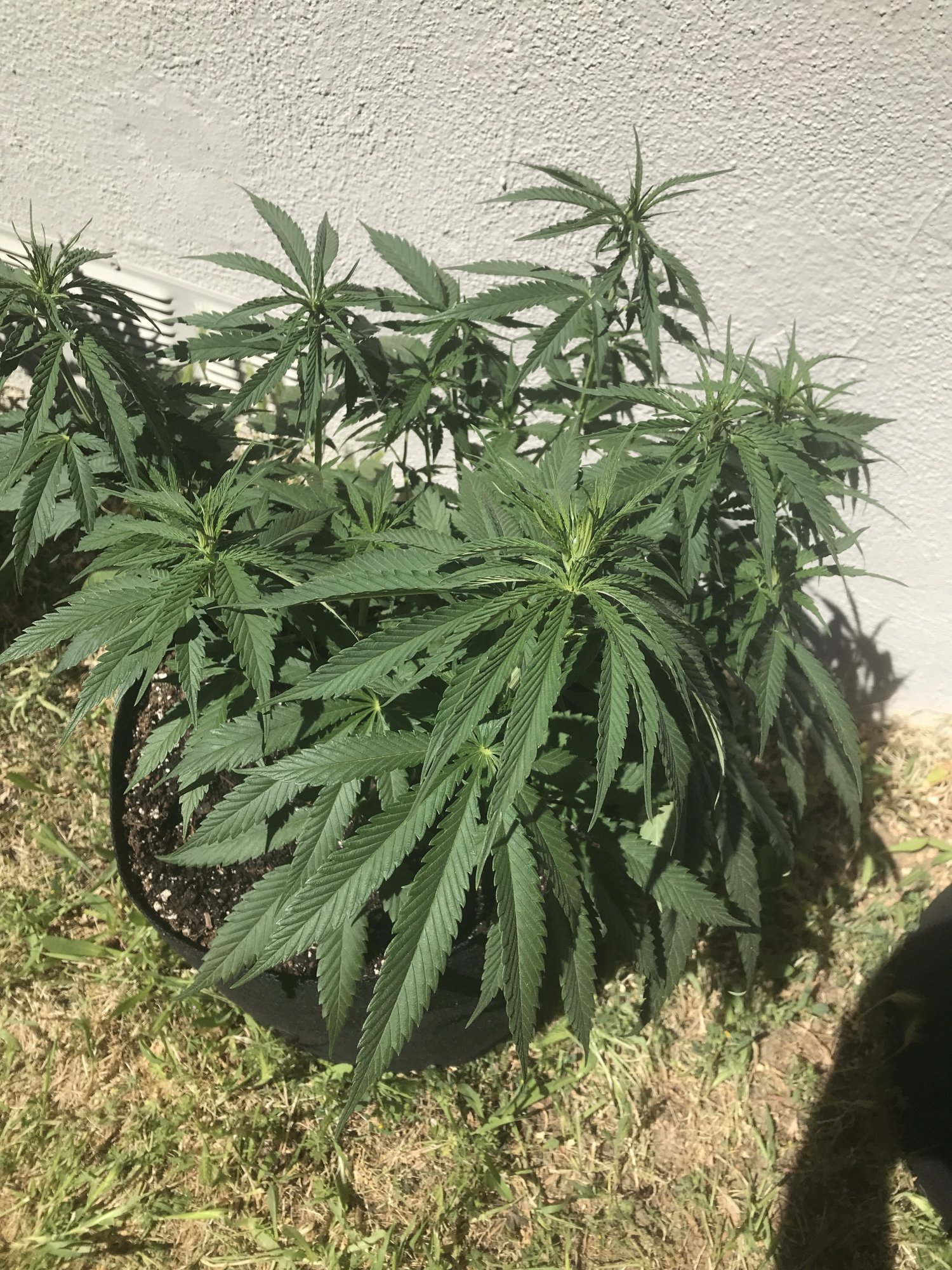 Blueberry drooping outdoor please help