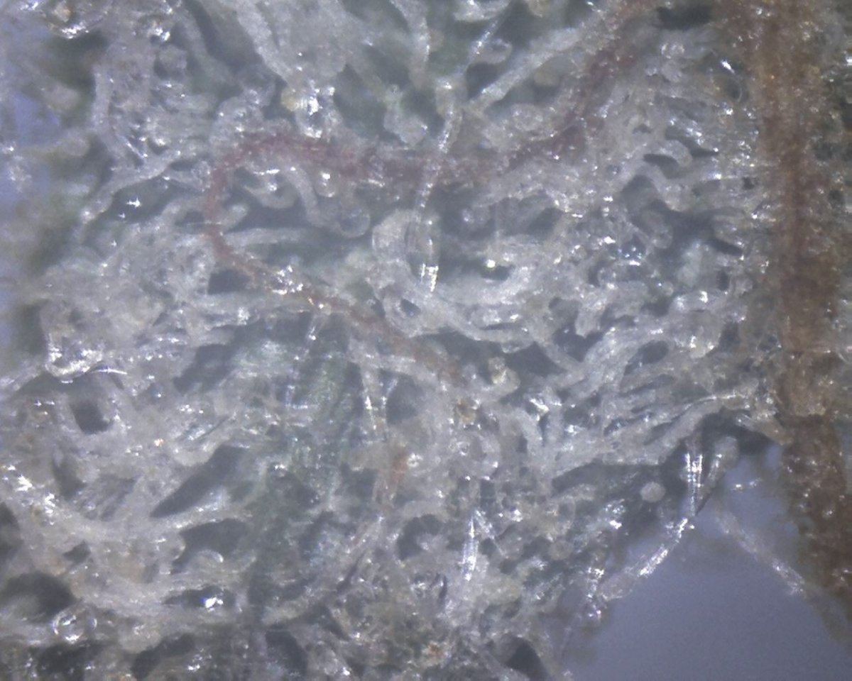 Blueberry hills microscopic spec 2