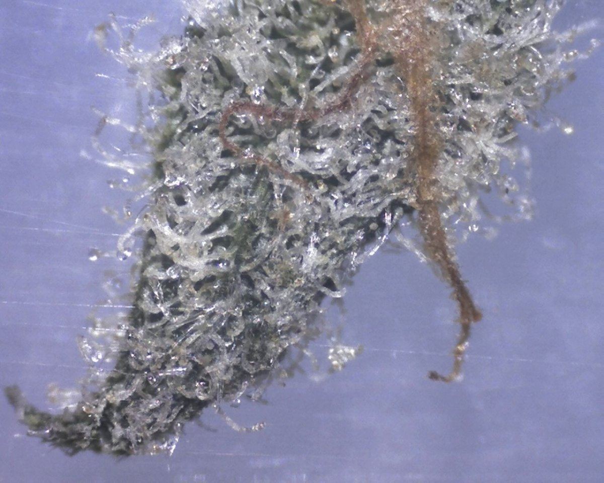 Blueberry hills microscopic specimen 1