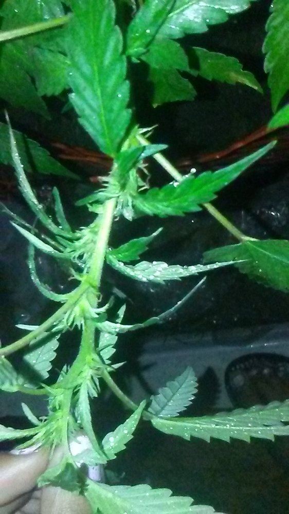 Blueberry
