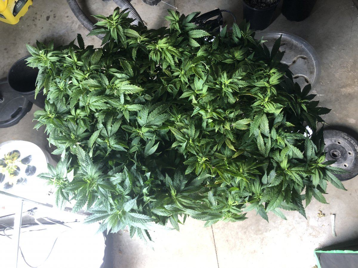 Blueberry kush 2