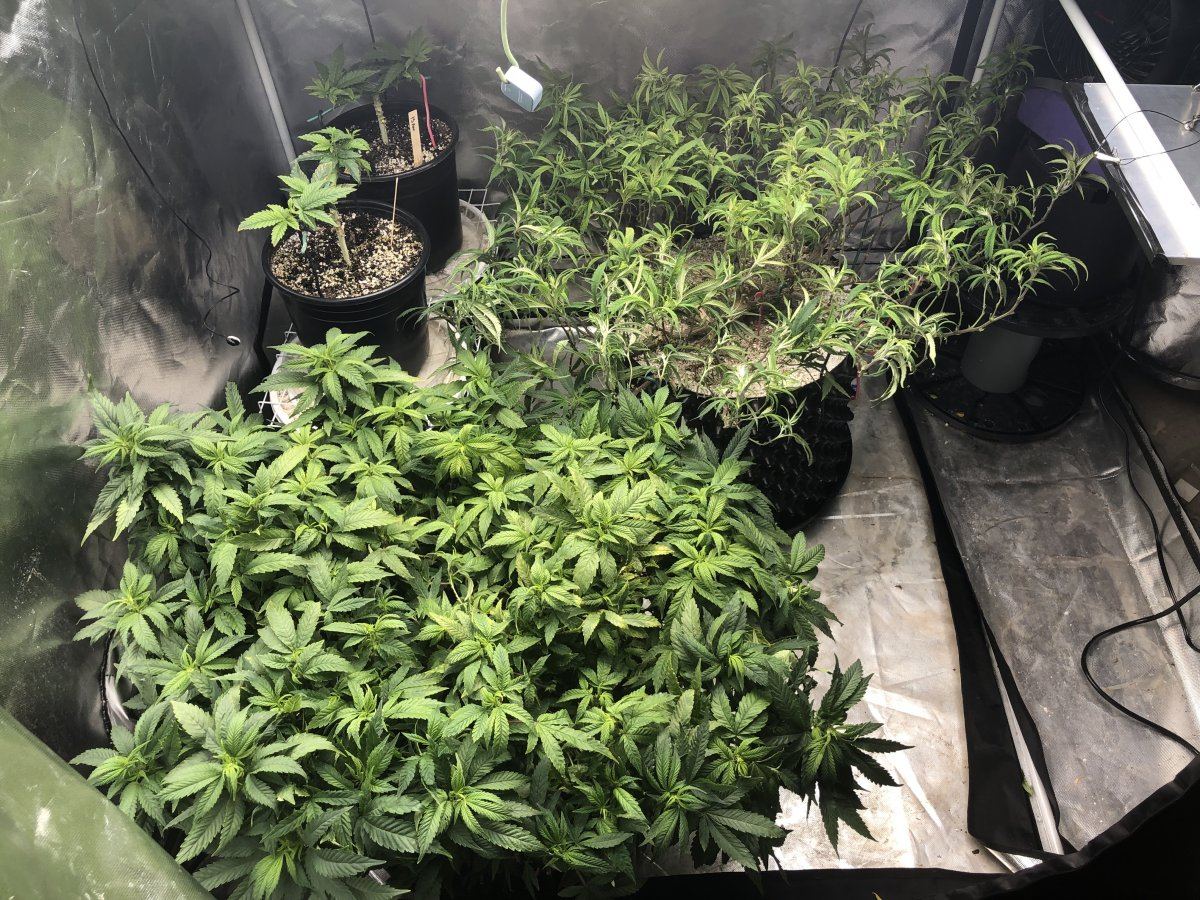 Blueberry kush 3