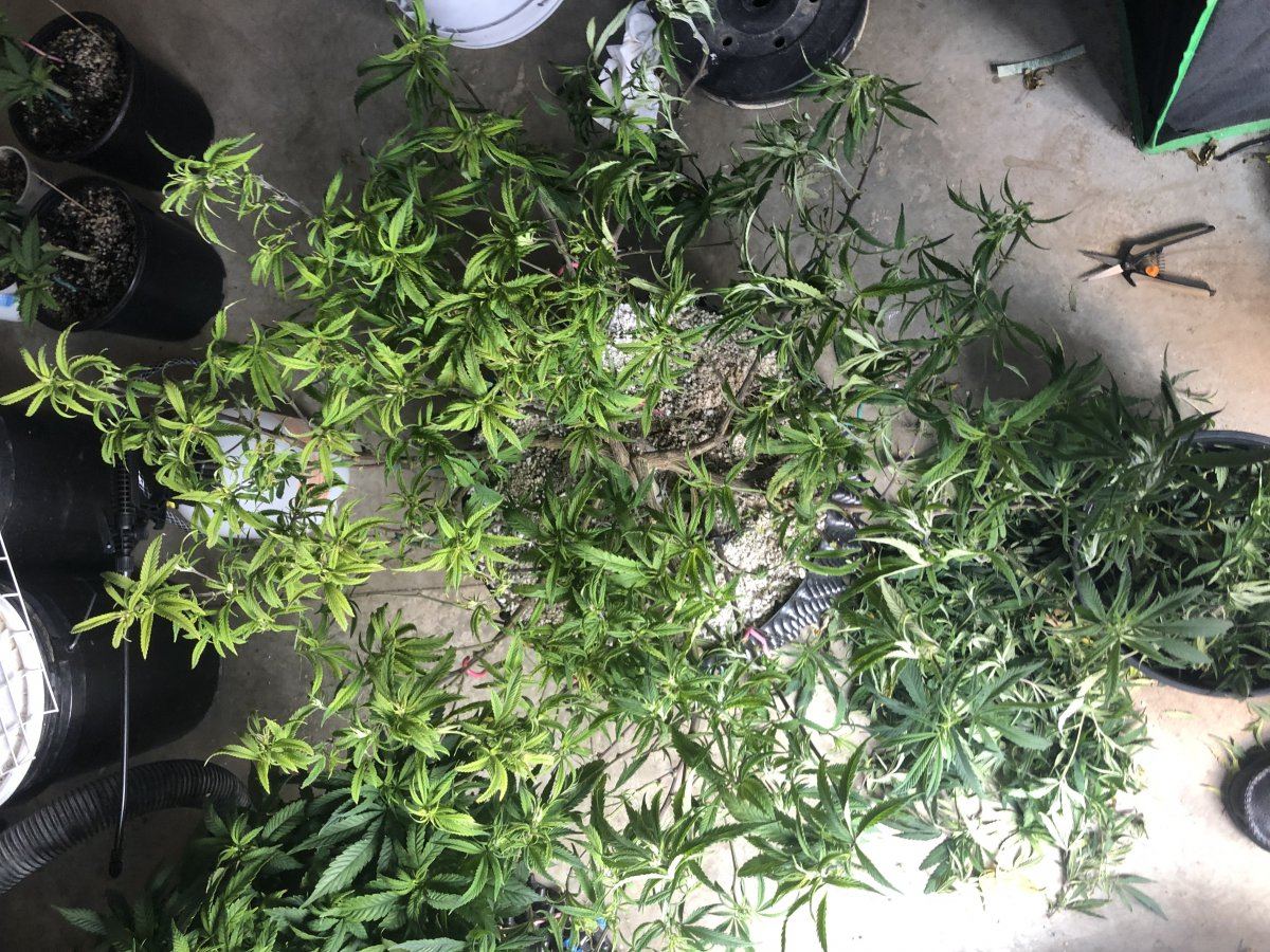Blueberry kush