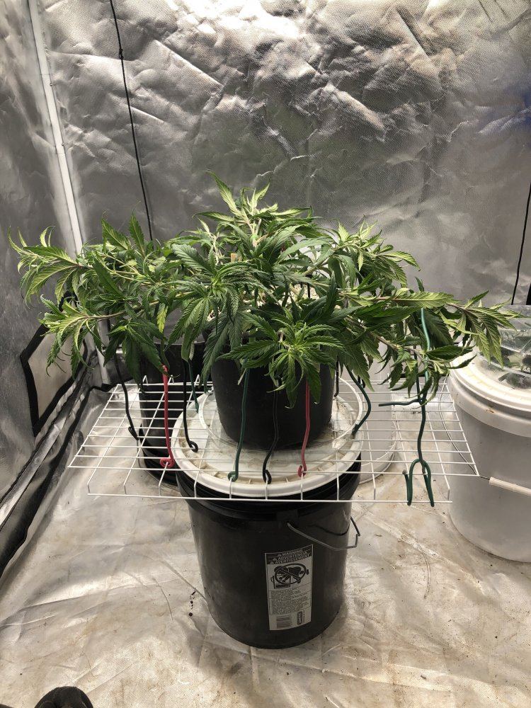 Blueberry kush   submission training   round two 3