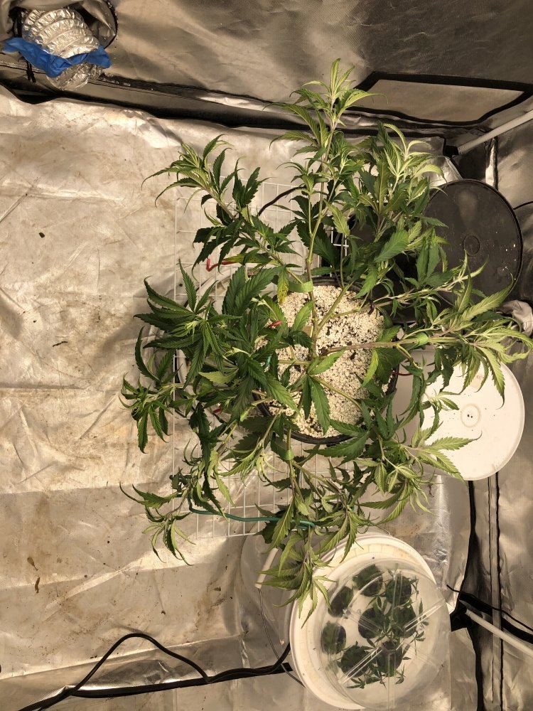 Blueberry kush   submission training   round two 4