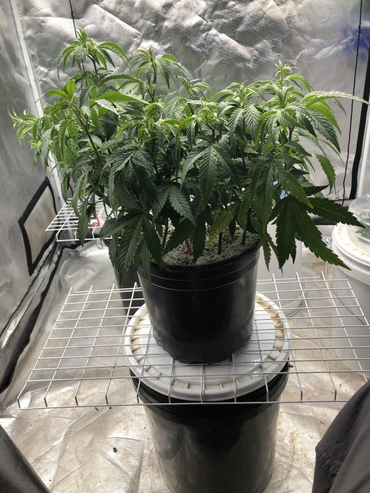 Blueberry kush   submission training   round two 5