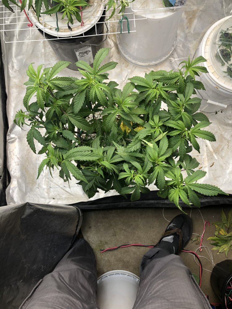 Blueberry kush   submission training   round two 6