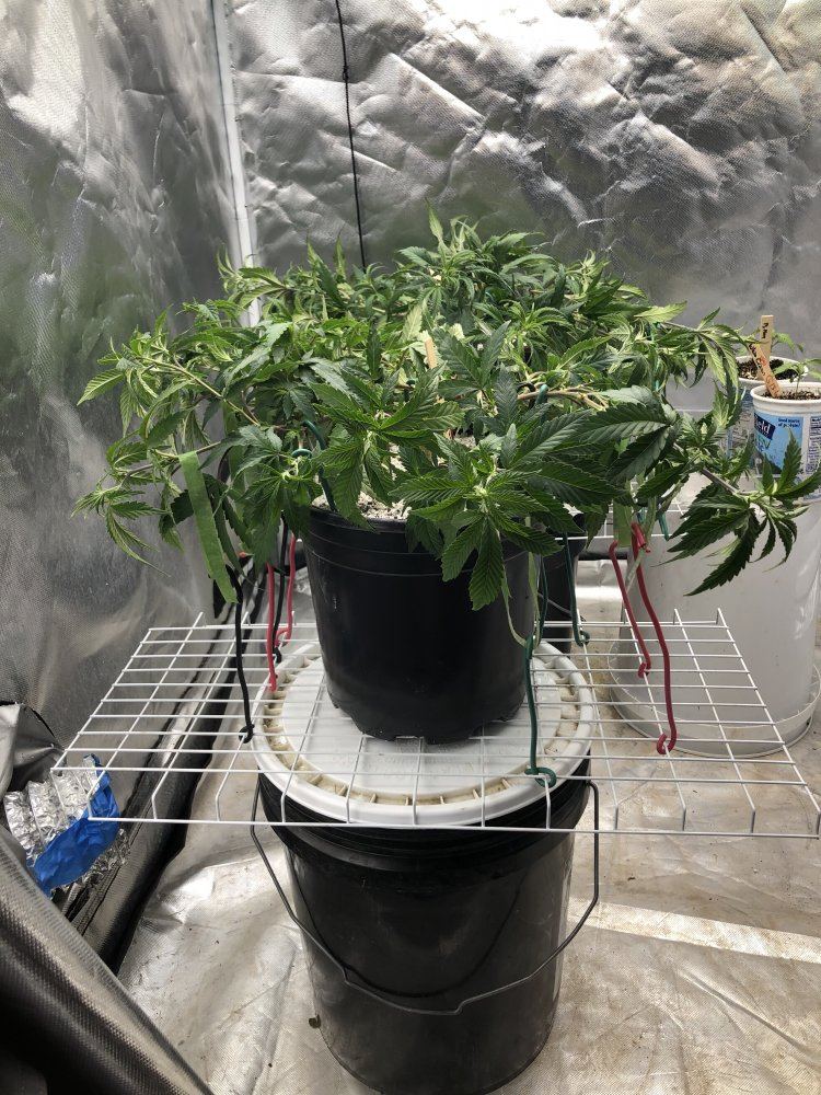 Blueberry kush   submission training   round two 7
