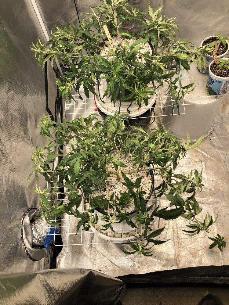 Blueberry kush   submission training   round two 8