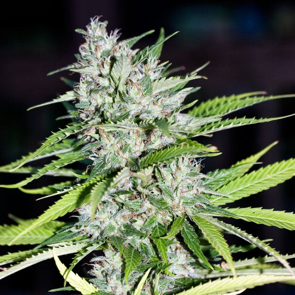 Blueberry1