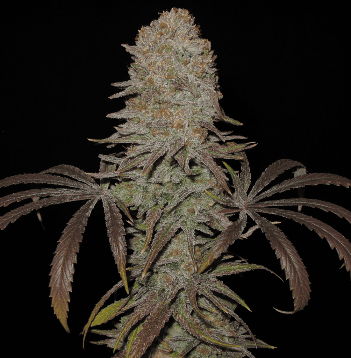 BlueberryBud1zoom1250   Copy