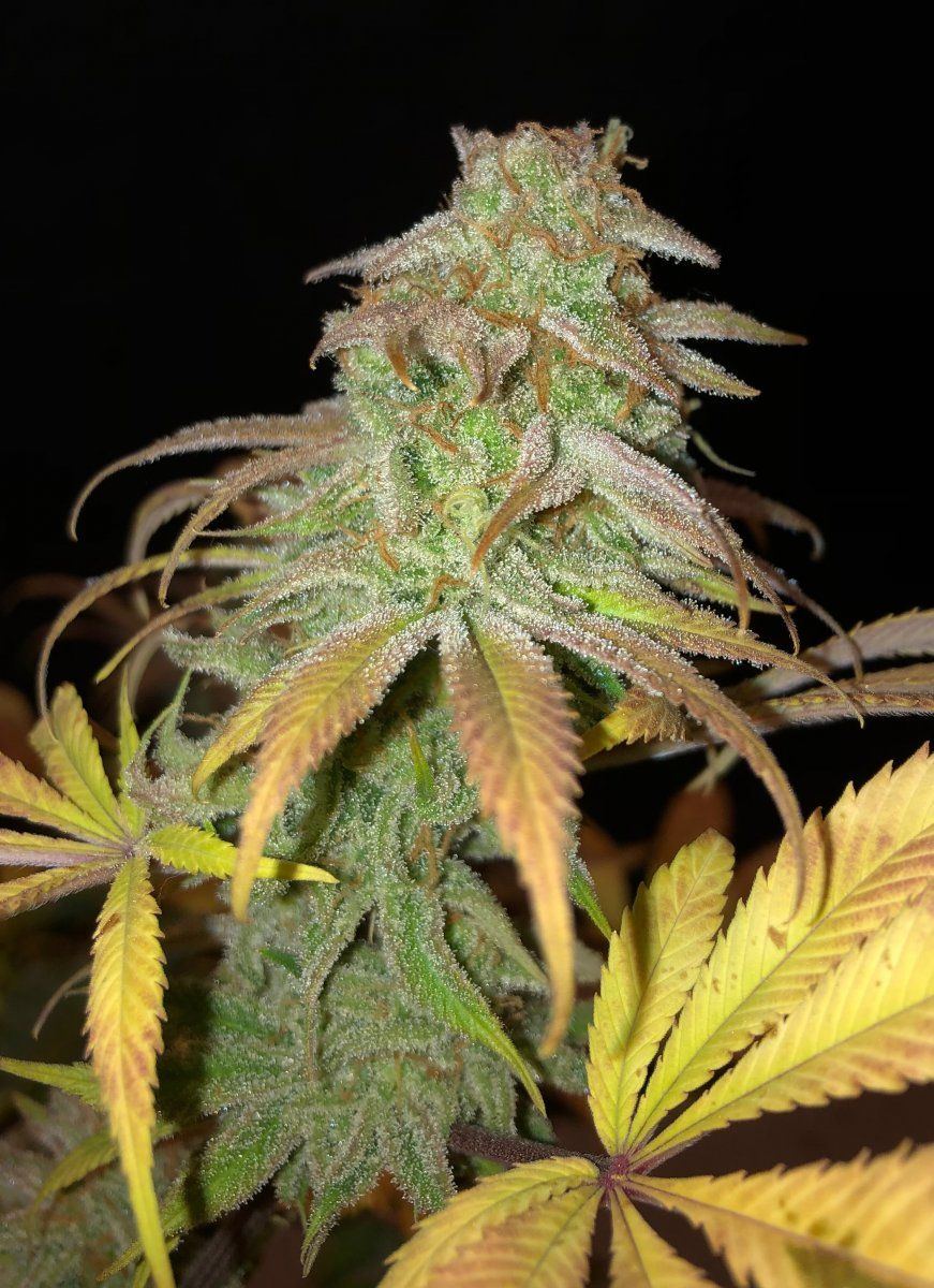 Blueberrybutcherbud