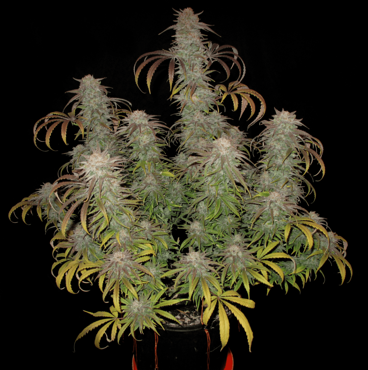 BlueberryFull1250   Copy