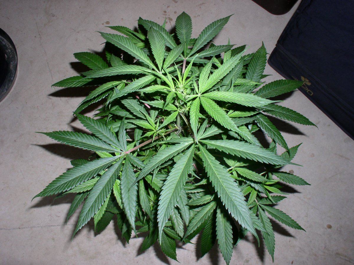 BlueberryShake1WK1 3