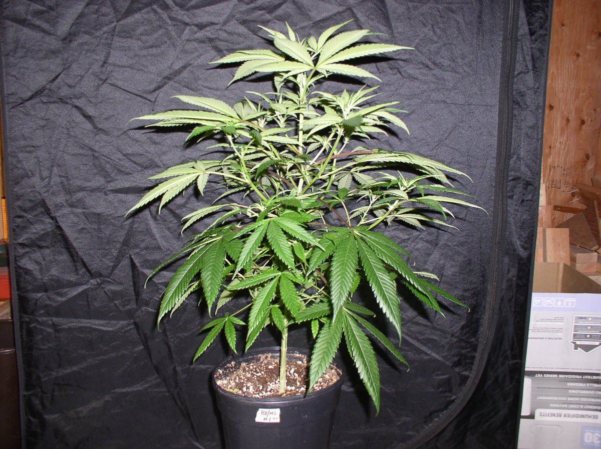 BlueberryShake1WK1