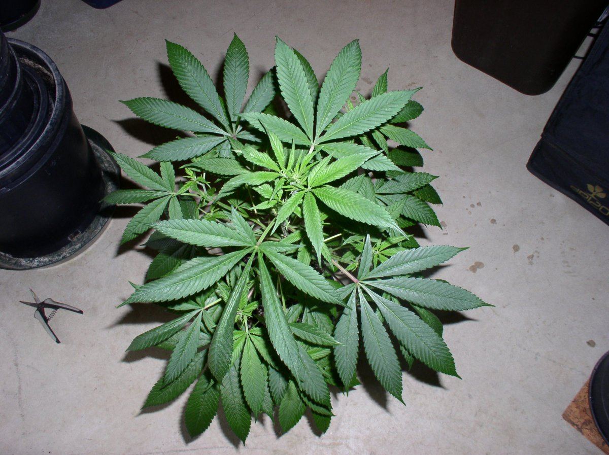 BlueberryShake3WK1 3