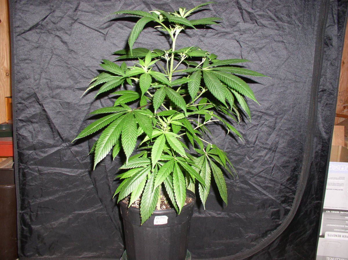 BlueberryShake3WK1