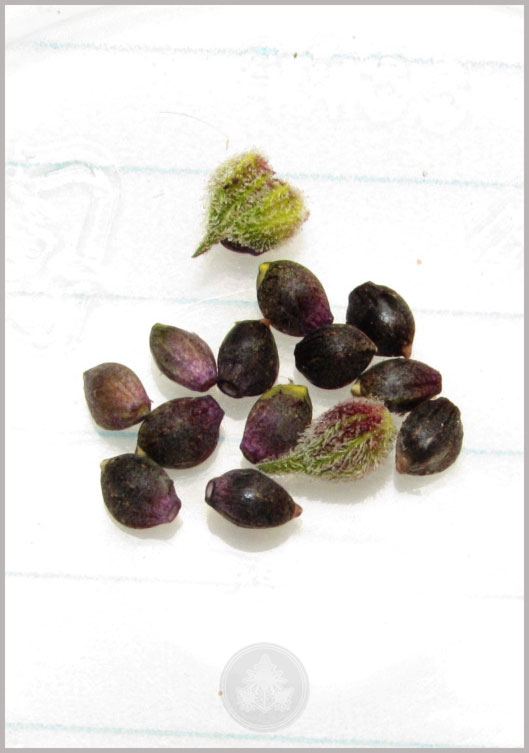 Blueberryxplushberry seeds