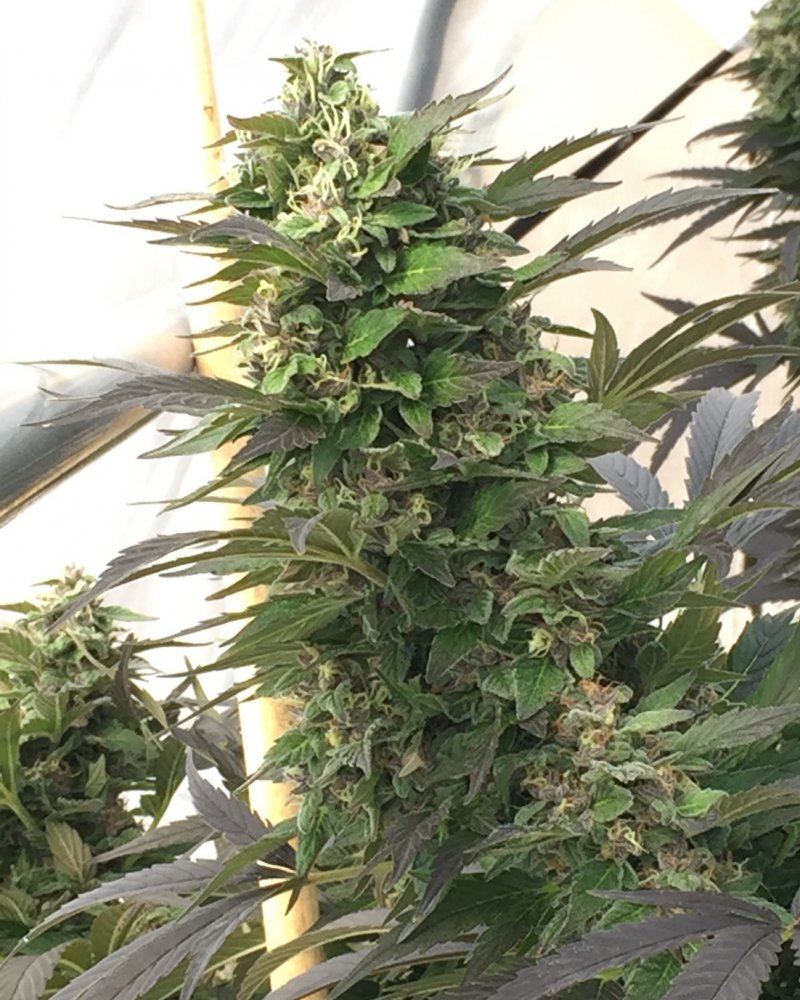 BLUEBERRYYY sf