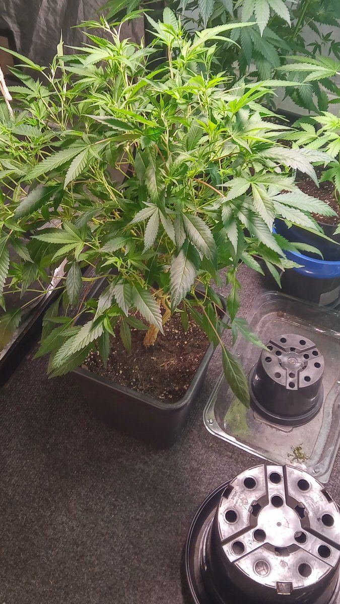 Blueccheese f