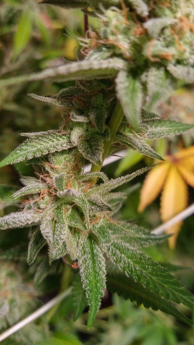 Bluecheese