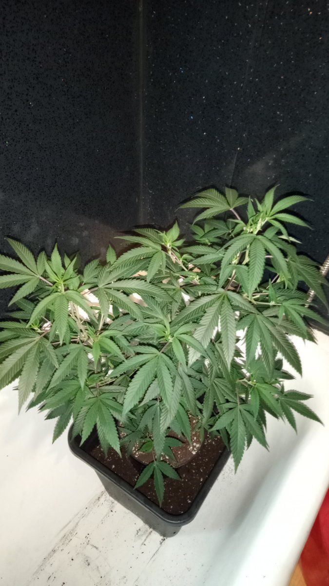 Bluecheese
