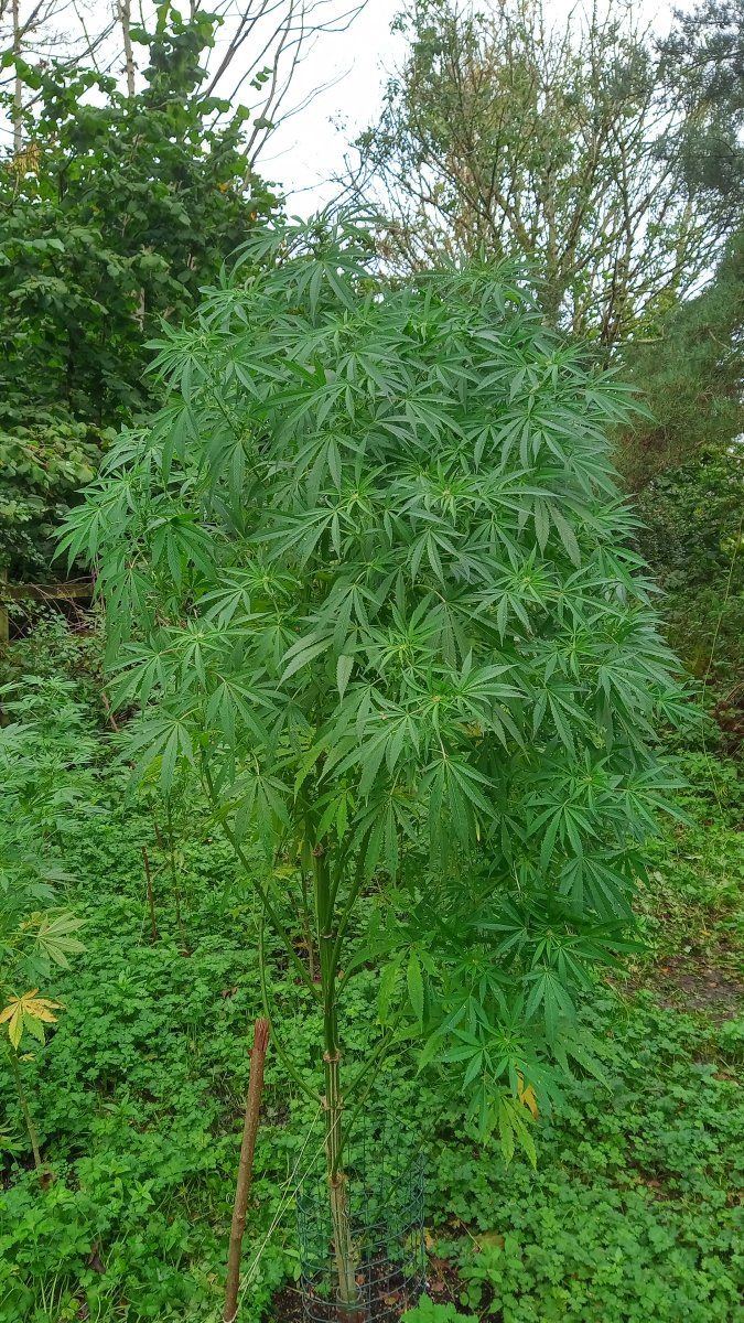 Bluecheese