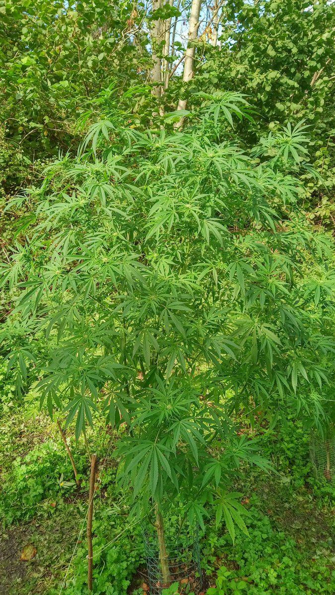 Bluecheese