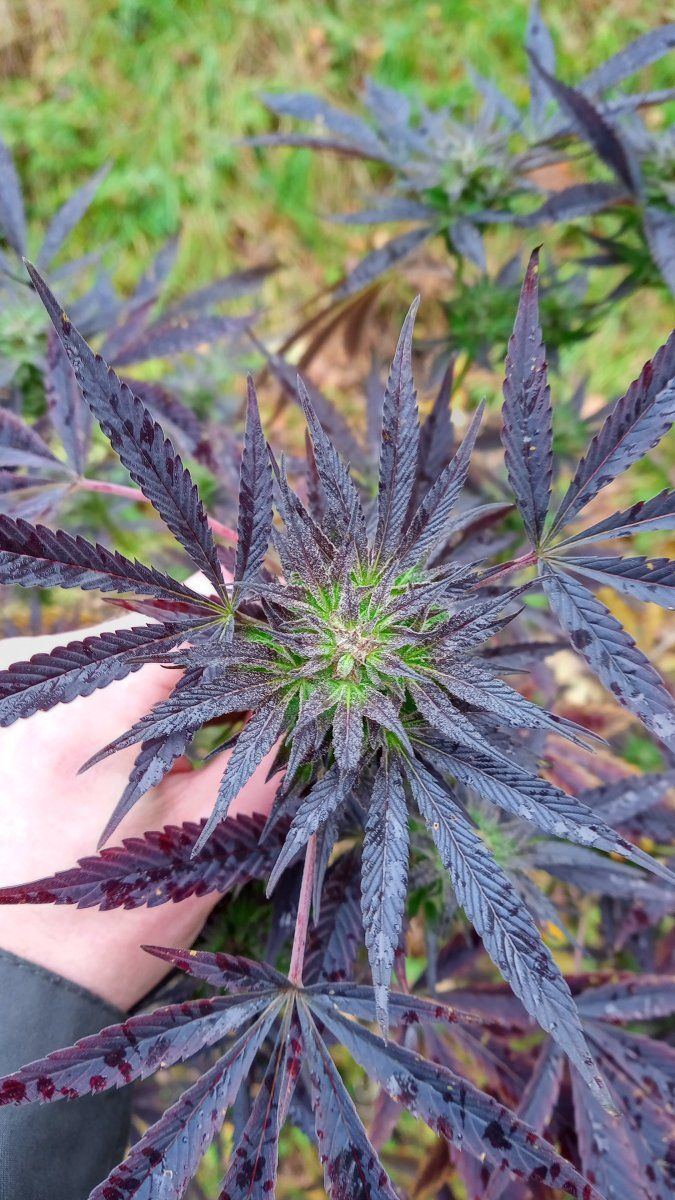 Bluecheese
