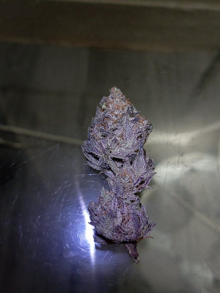 Bluecheese