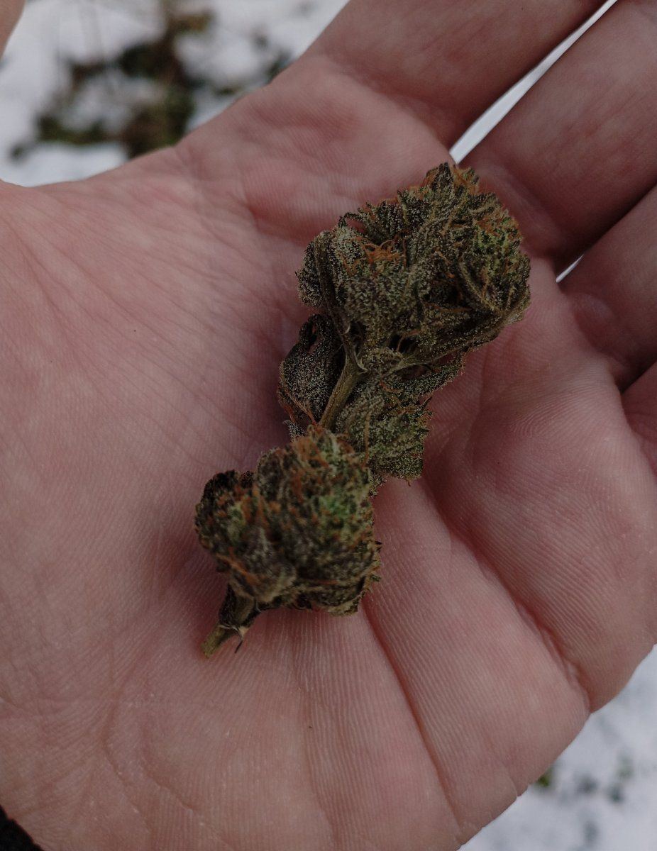 Bluecheese