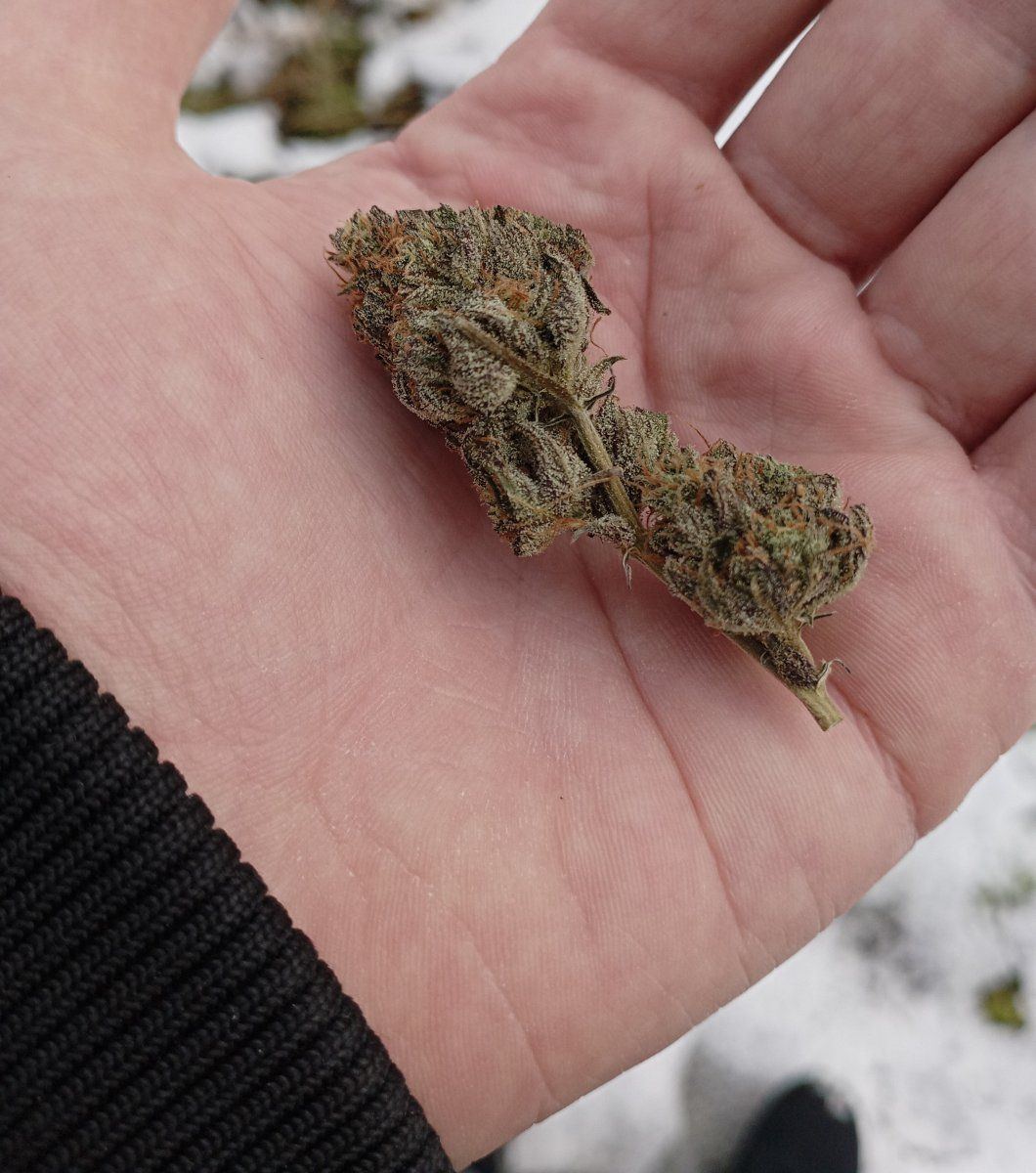 Bluecheese