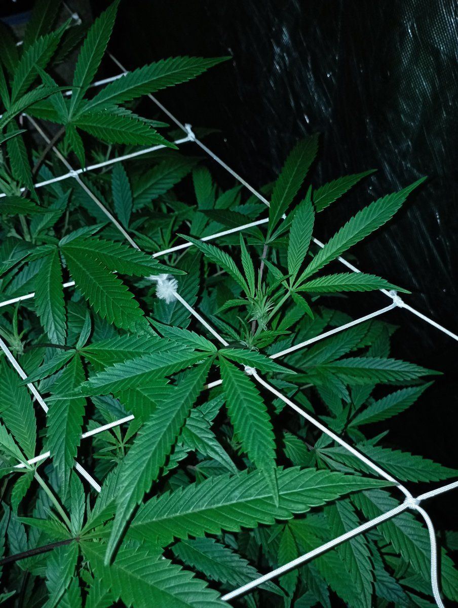 Bluecheese leaf