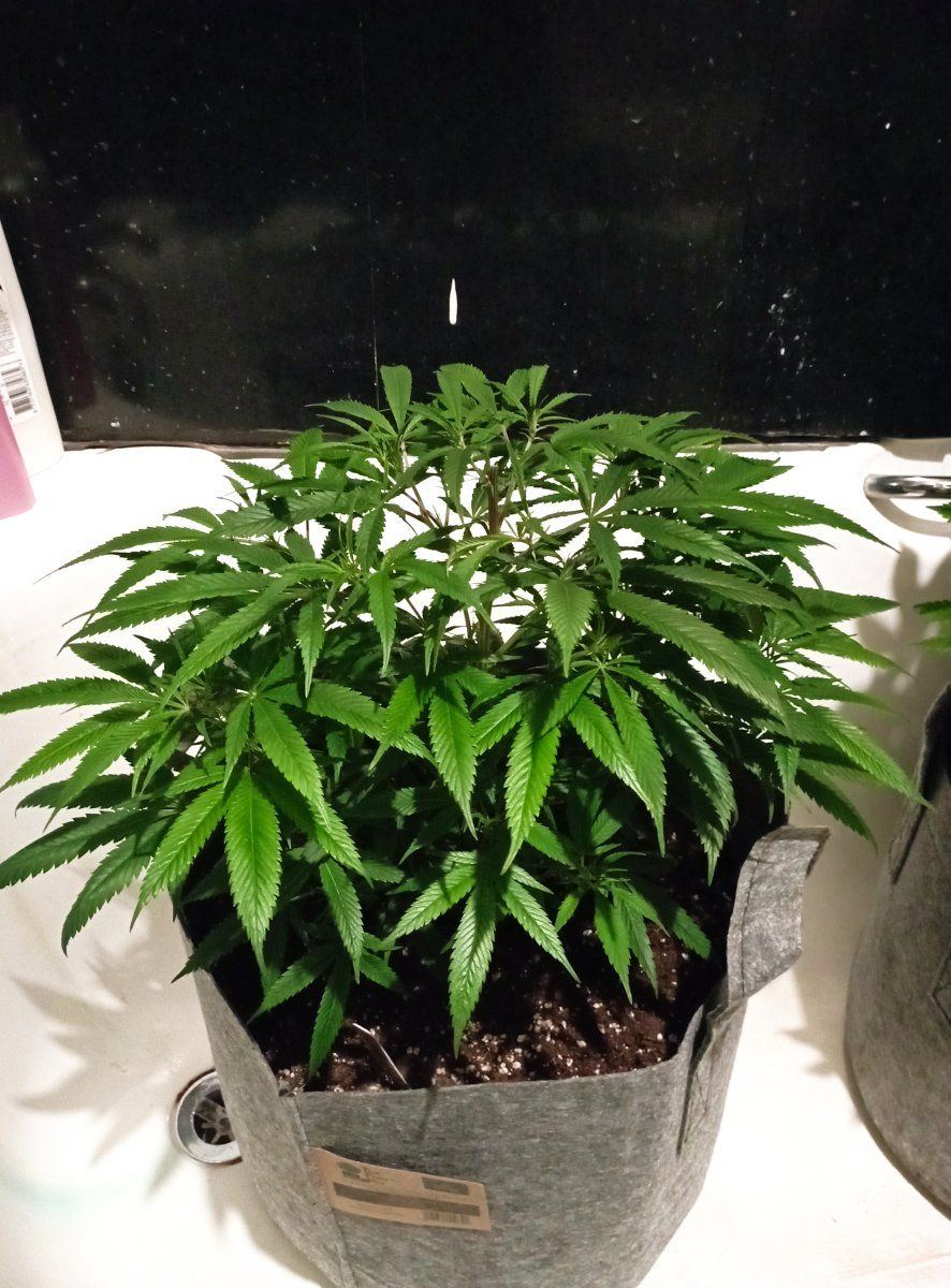 Bluecheese out