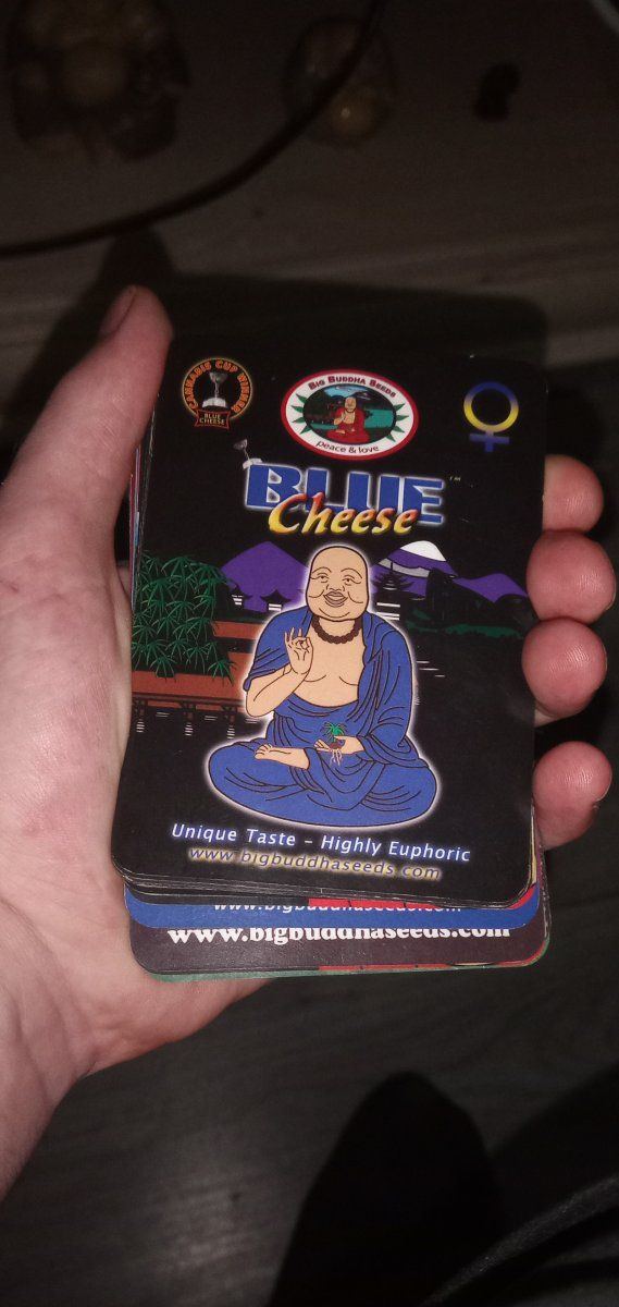 Bluecheese packs