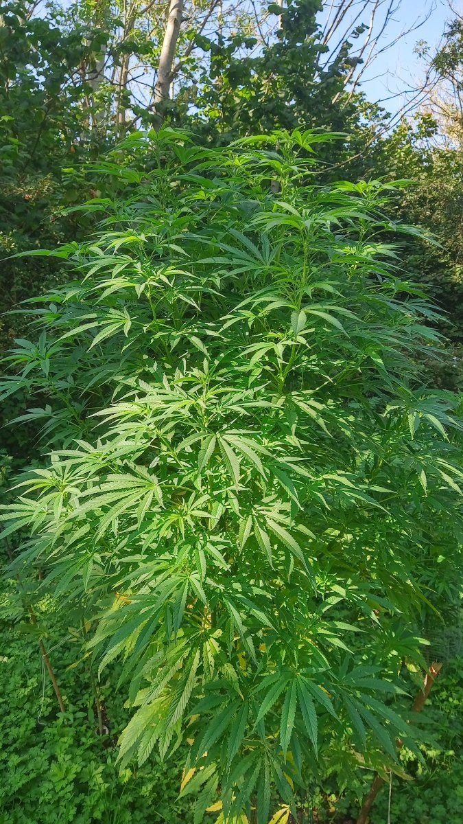 Bluecheese seed