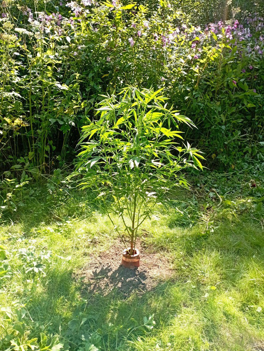 Bluecheese24