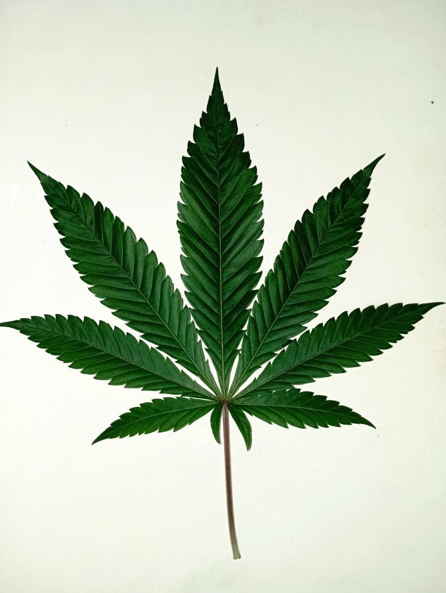 Bluecheesebluleaf
