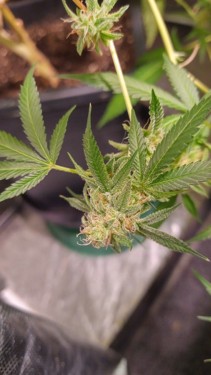 Bluecheesebottom