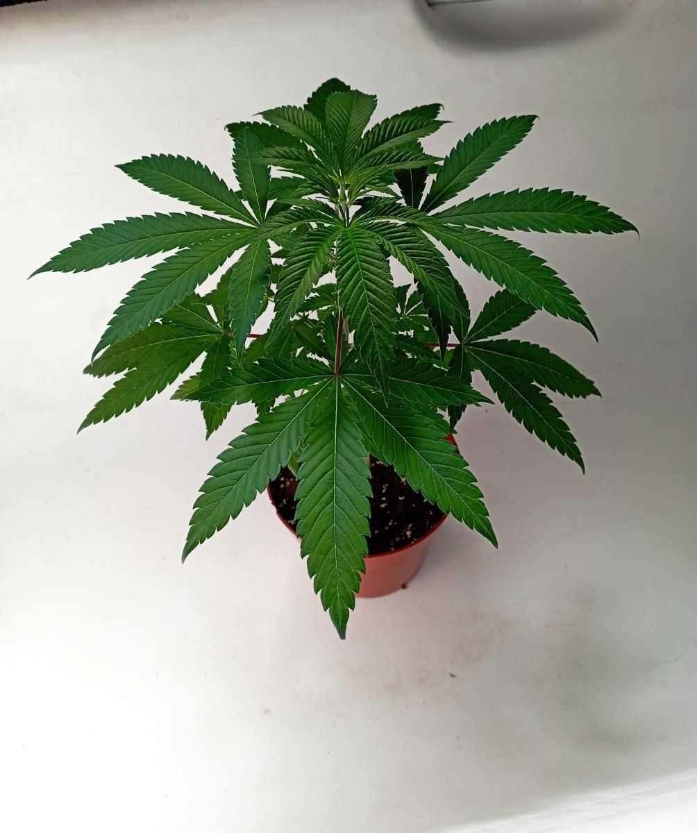 Bluecheesenw