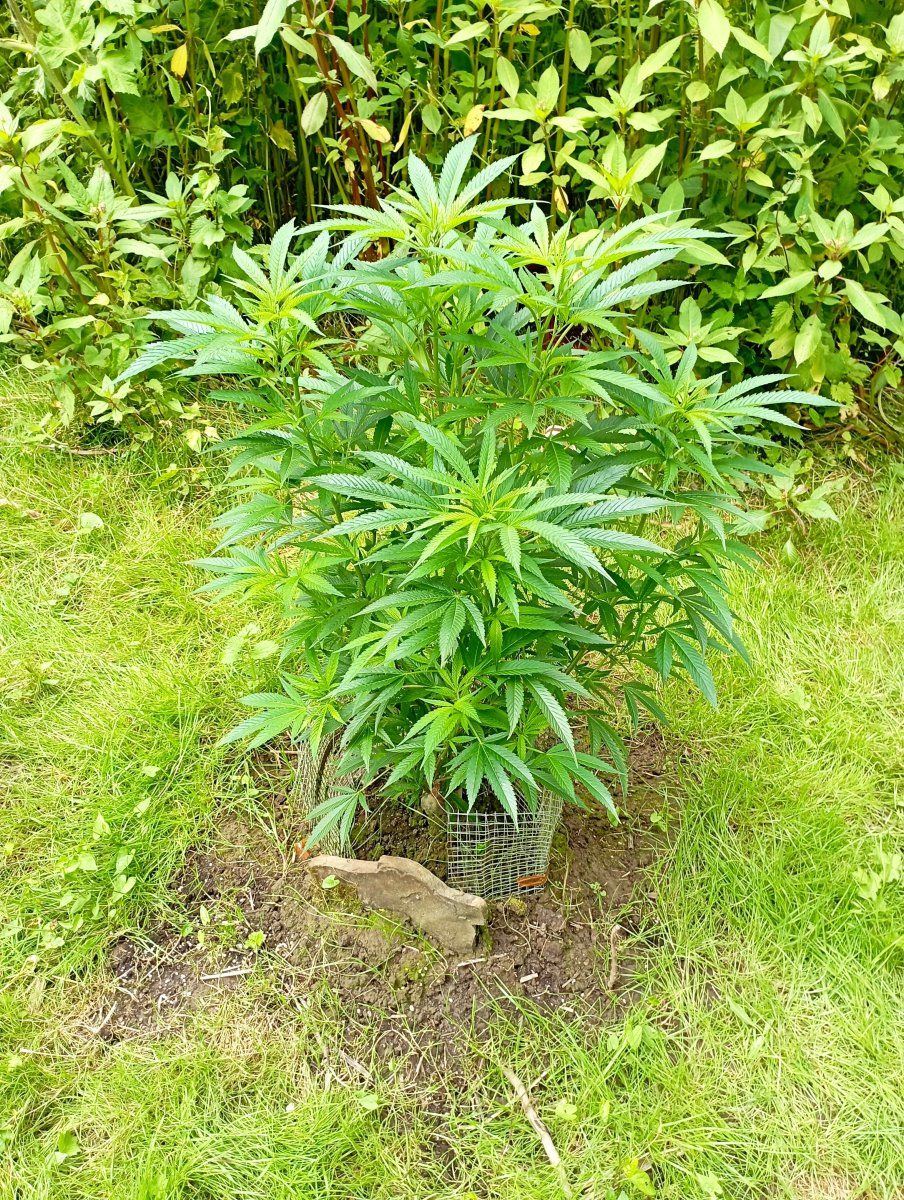 Bluecheeseoutdoor