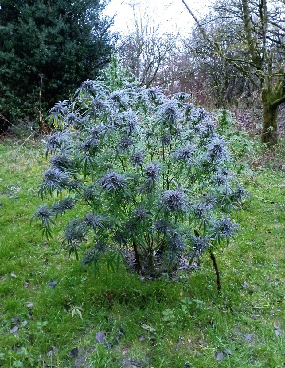 Bluecheeseoutdoor