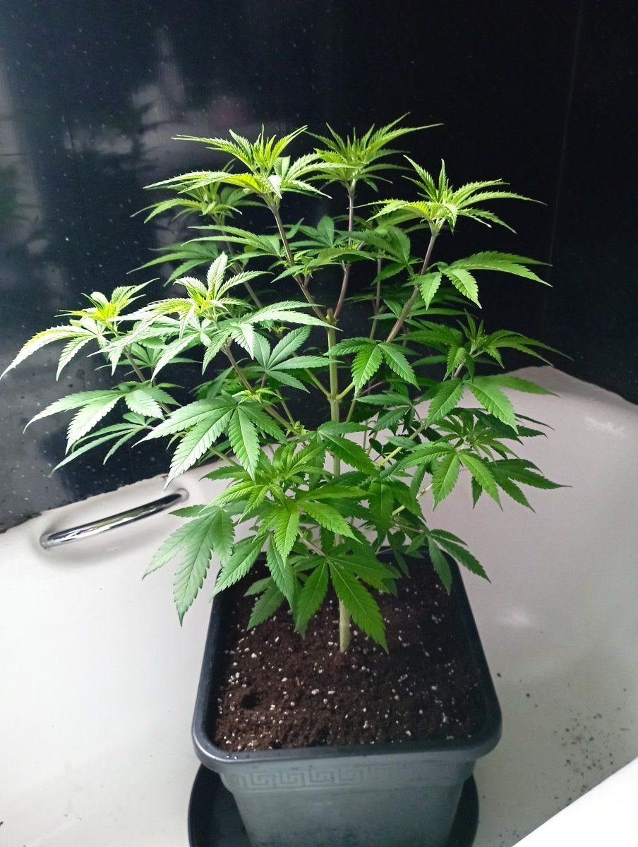 Bluecheesew