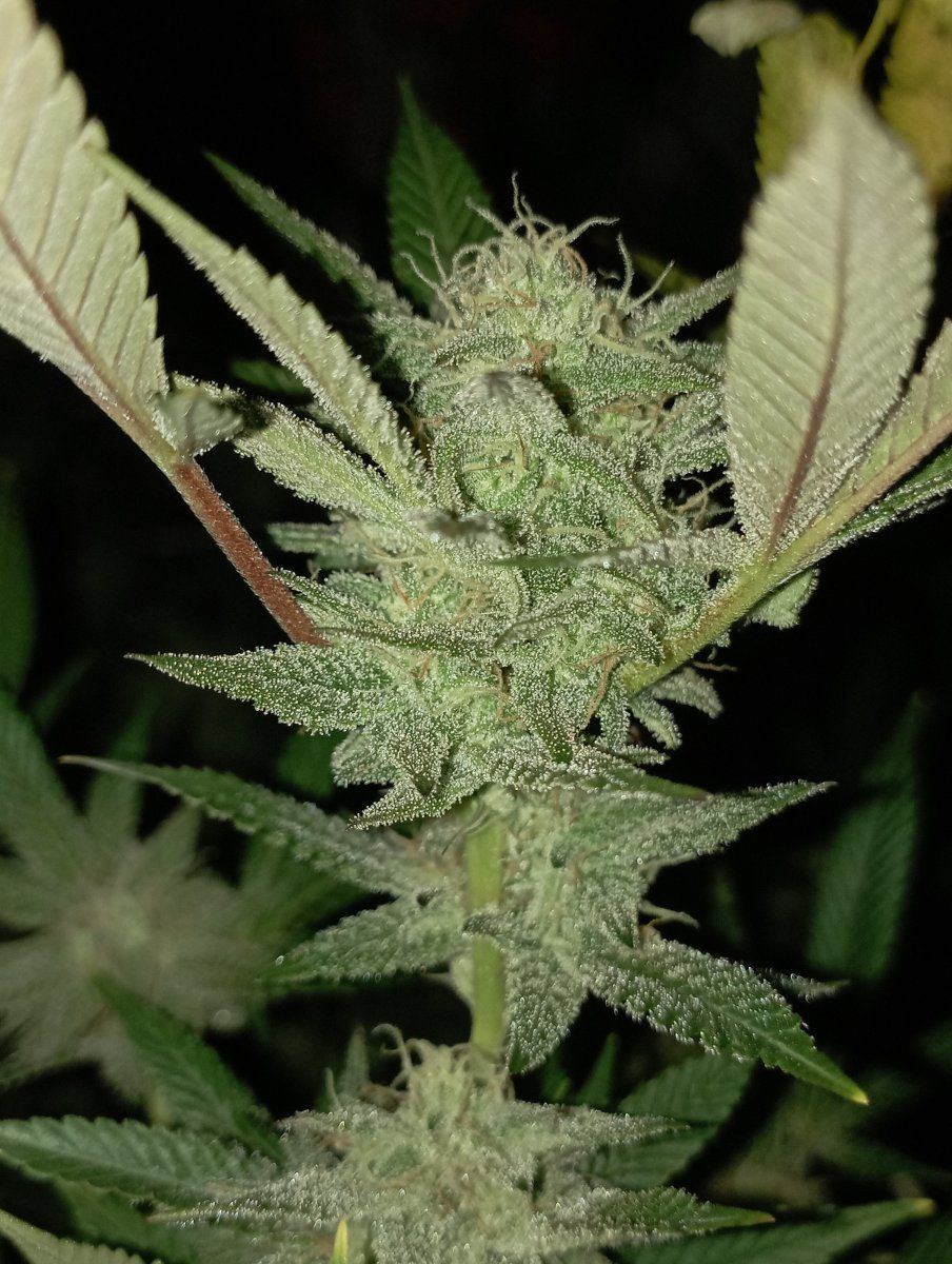 Bluecheesew5