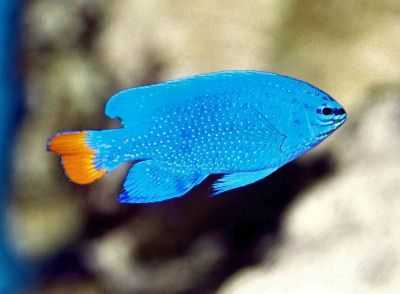 BlueDevilmale