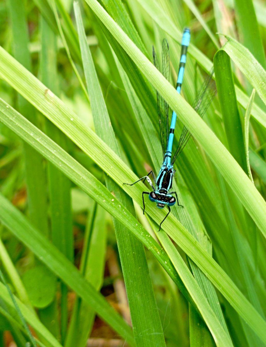 Bluedragonfly