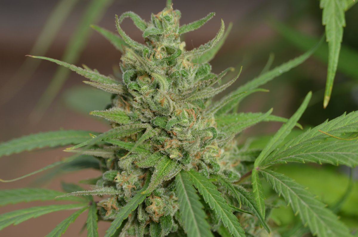 BlueDream