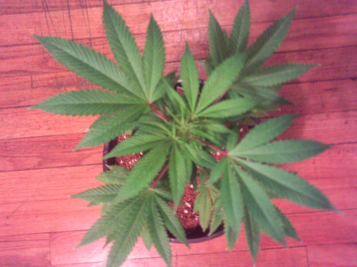BlueDream